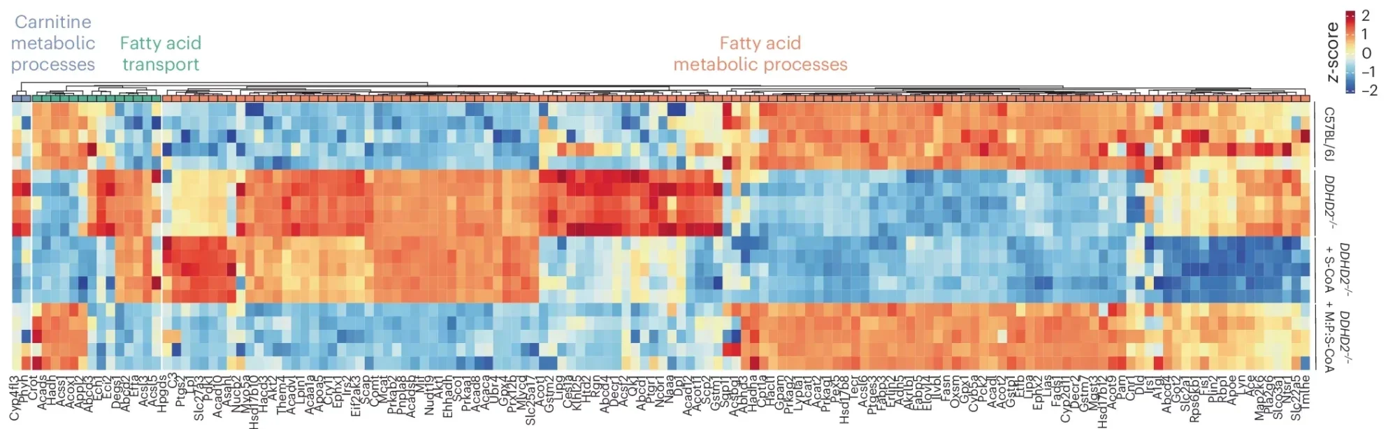 LFQ LC–MS/MS protein abundance analysis of fatty acid metabolic processes, fatty acid transport and carnitine metabolic processes in cortical neuron cultures.