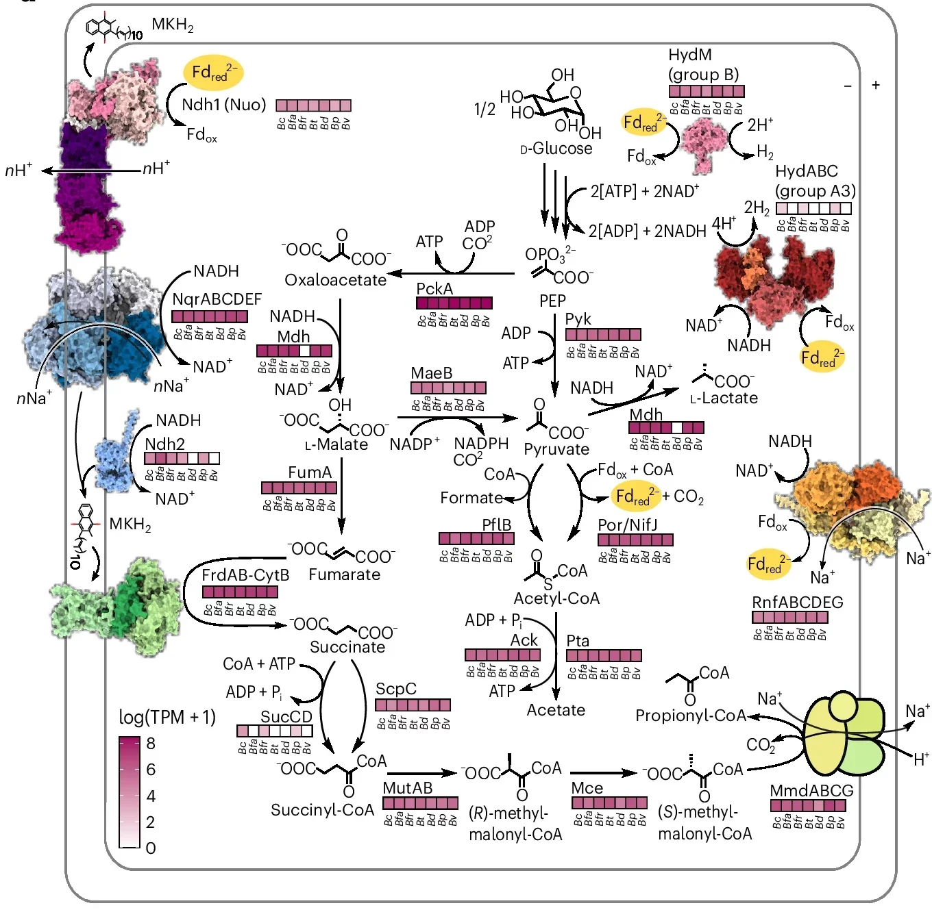 Average transcription (TPM) of fermentation-associated genes, including group B and A3 [FeFe]-hydrogenases, across seven enteric Bacteroides isolates, in triplicate. 