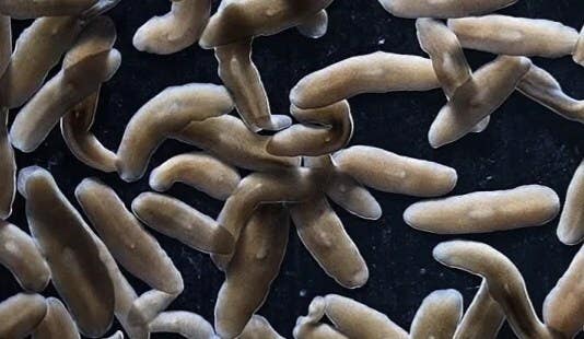 For decades, scientists have studied planarians as the poster child for regeneration.