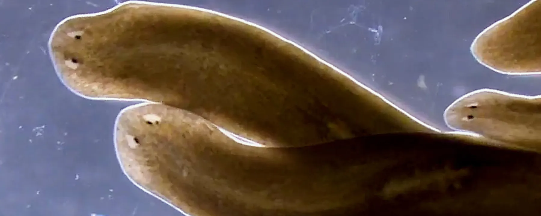 Flatworms’ extraordinary ability to regenerate depends on their stem cells’ surrounding environment. But in contrary to what scientists had thought, it’s not the cells in closest proximity to the stem cells that matter most.