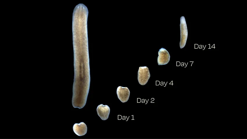 A planarian flatworm can regenerate a whole organism from a small fragment of their body. A good understanding of this worm's superpowers may someday help researchers develop regenerative therapies for humans.