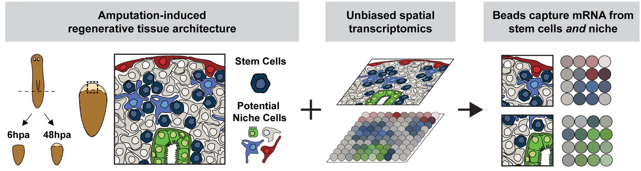 Experiment diagram.. Spatial transcriptomic analysis of stem cell neighborhoods. 
