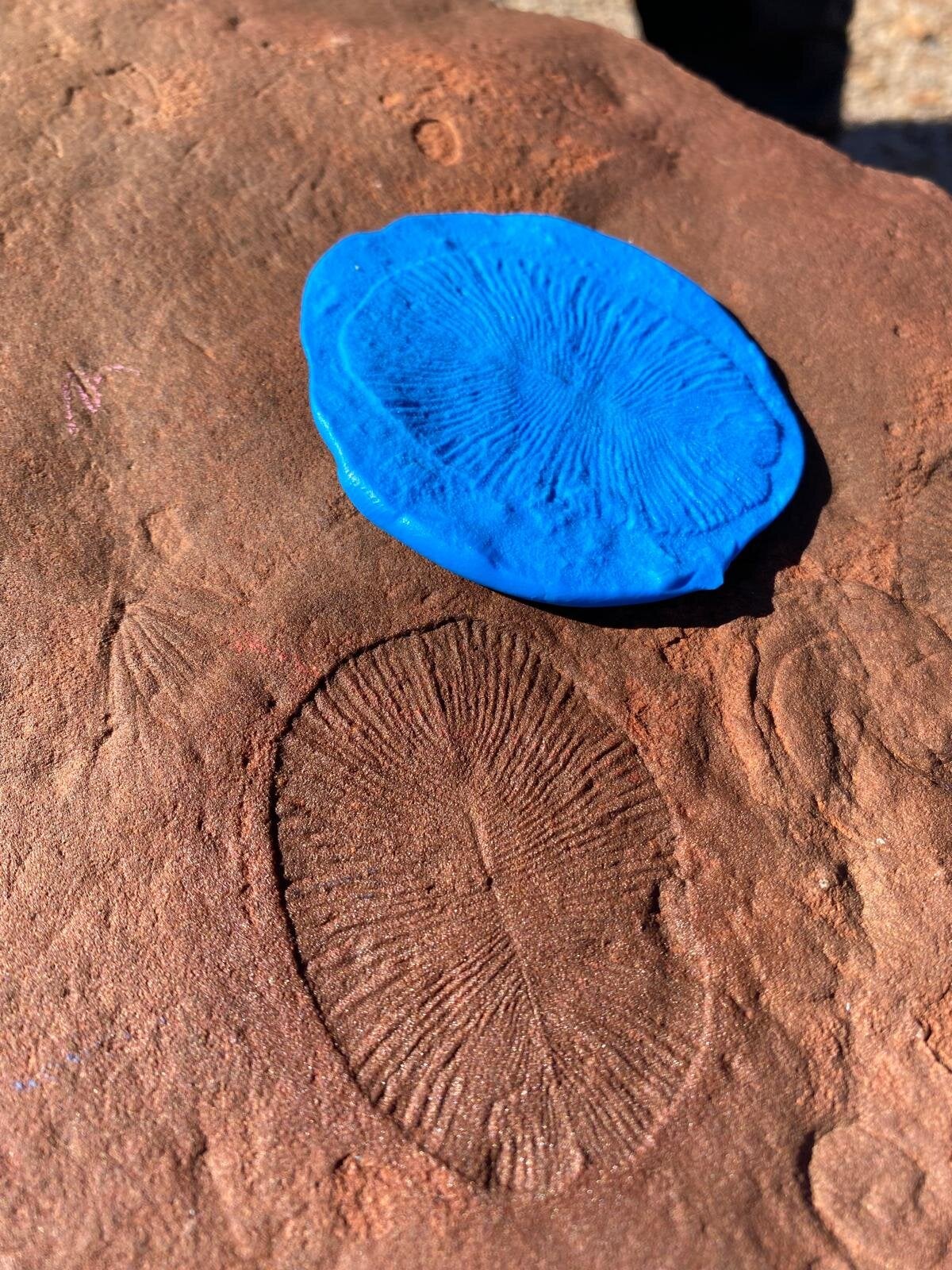 Clear fossil evidence can be found most of the five major groups—here we see a Dickinsonia fossil, providing evidence of ancient animal life. 