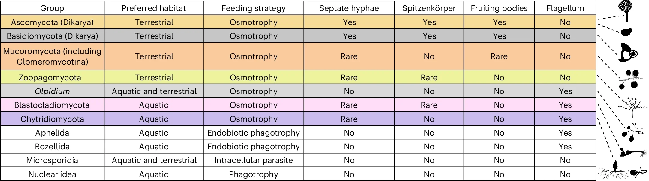 Features of main fungal groups (coloured) and of the sister relatives of fungi.
