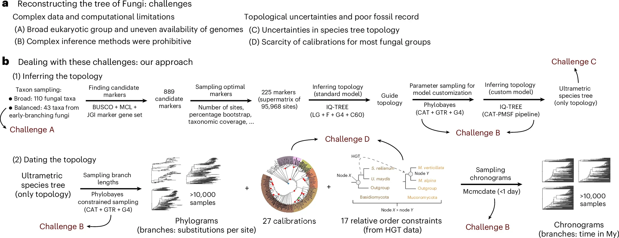 Reconstructing a dated ToF. a, Main challenges. b, A summary of the methodological workflow executed to deal with these challenges and produce the ‘Default’ set of chronograms. 