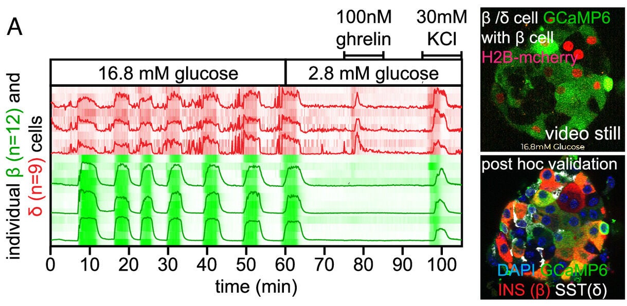 Intensity plot of an islet expressing GCaMP6s in beta cells (green), and delta cells (red) in response to LG, HG, 100 nM ghrelin, and 30 mM KCl as a cell viability indicator with line graphs of several representative cells superimposed.