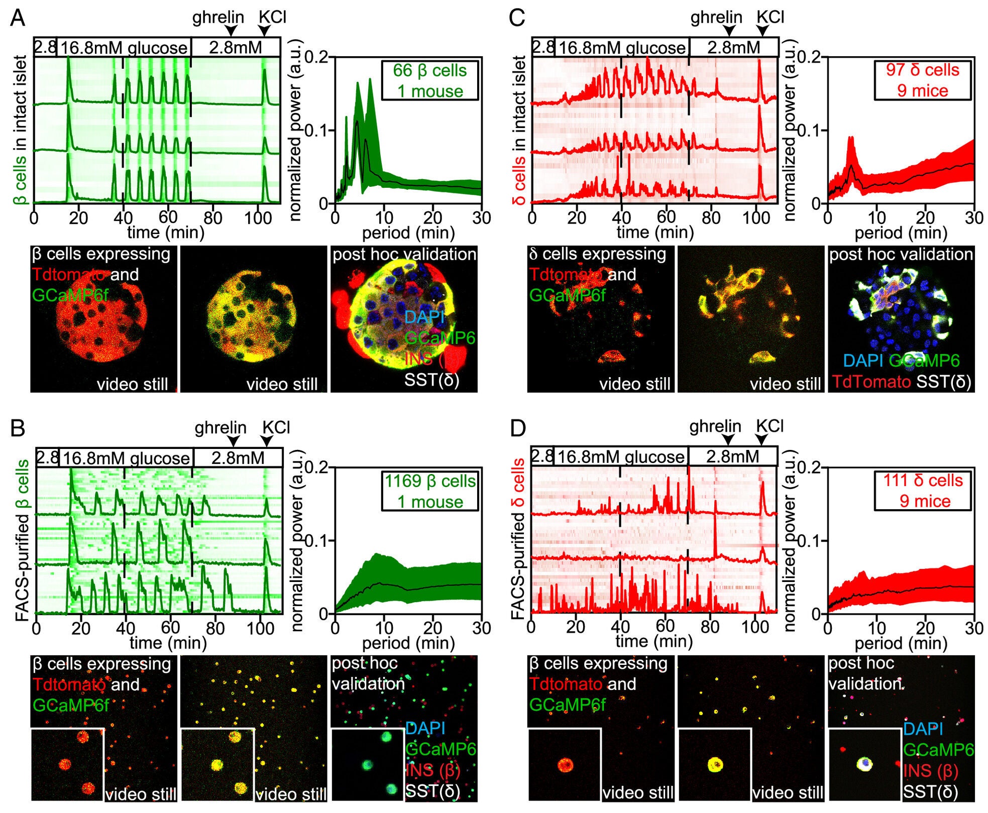 Slow coordinated Ca2+ oscillations in delta cells are driven by beta cells.