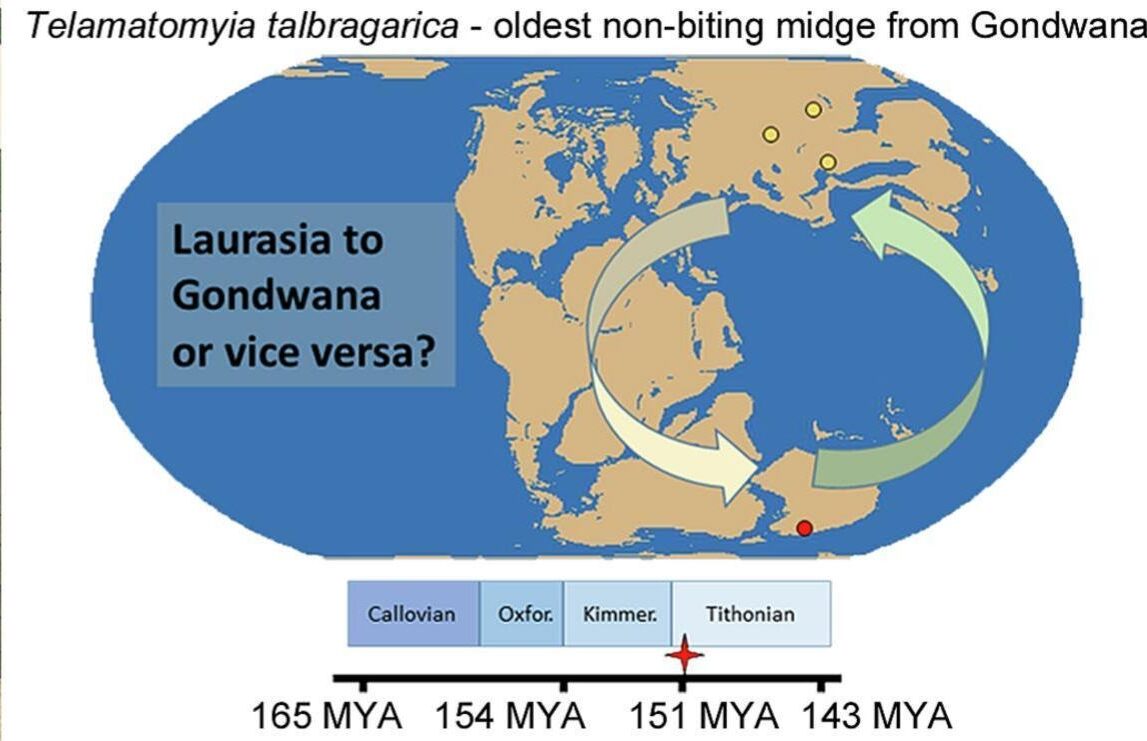 For a long time, it was believed that Podonominae originated in Northern Gondwana and later spread to Laurasia.