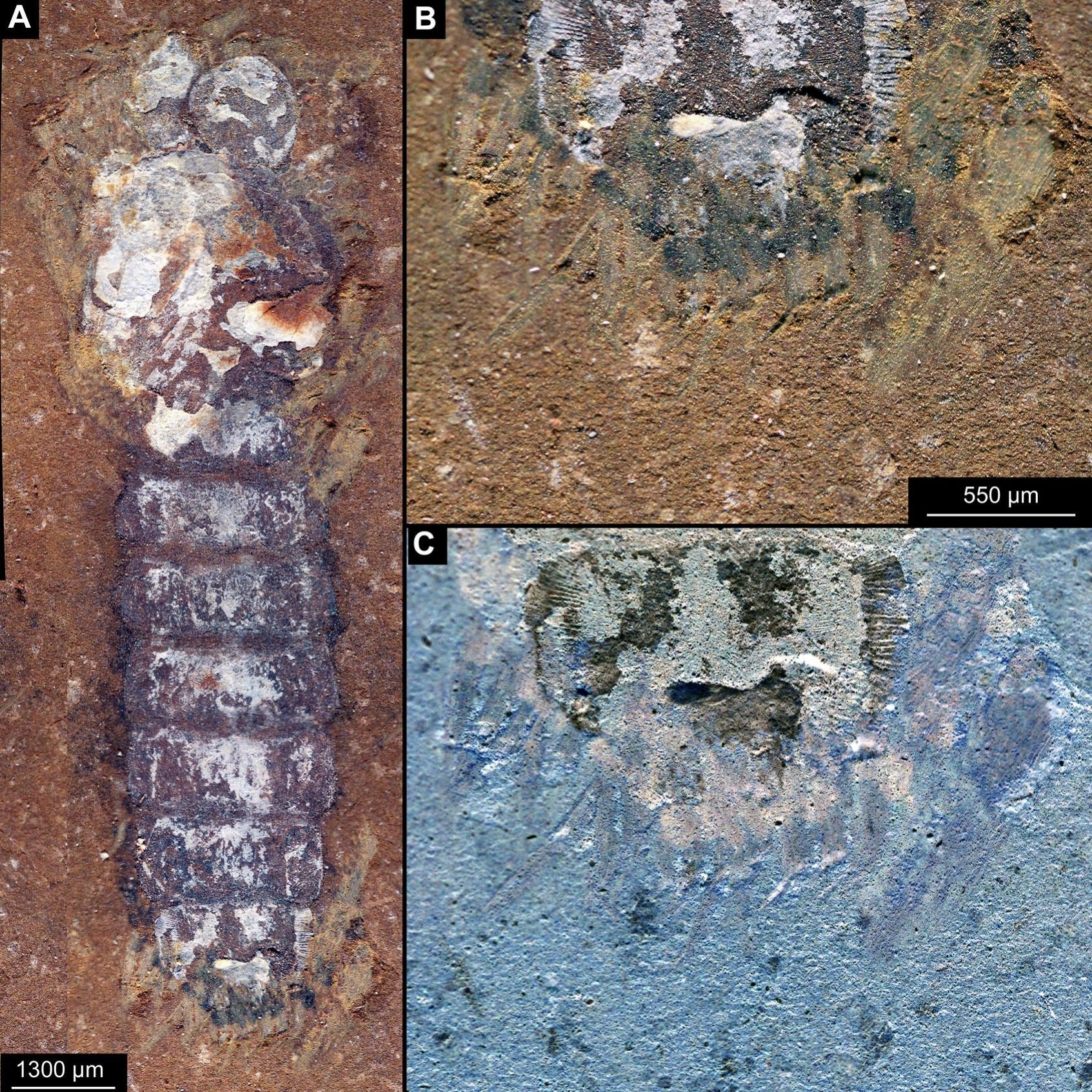 Telmatomyia talbragarica (AM F141771), female pupa. A) Habitus B) Terminal disk; C) Terminal disk, with enhanced contrast.
