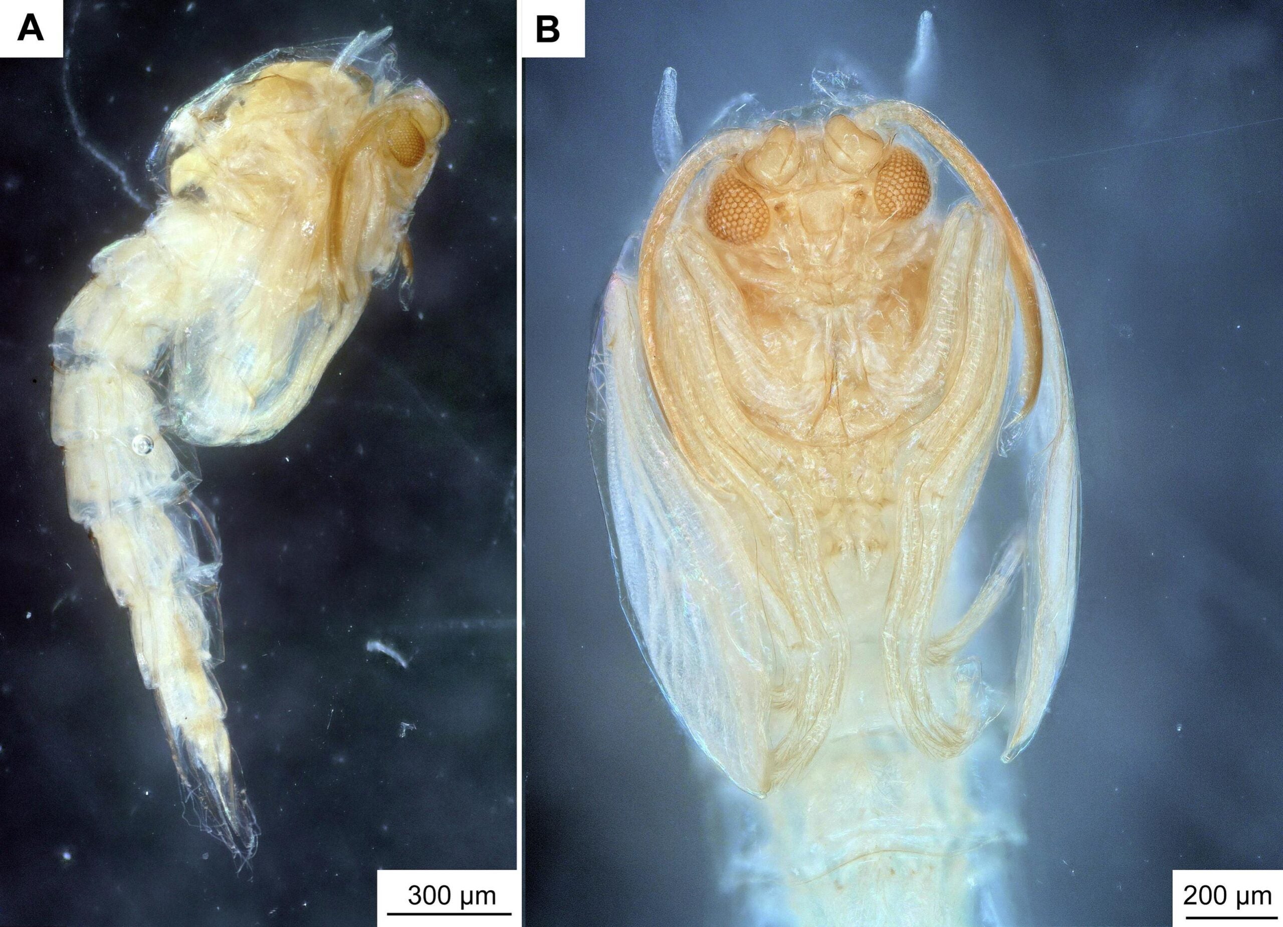 Trichotanypus posticalis (Lundbeck, 1898), male pupa. A) Habitus, lateral view; B) Leg sheaths arrangement on the thorax, ventral view.
