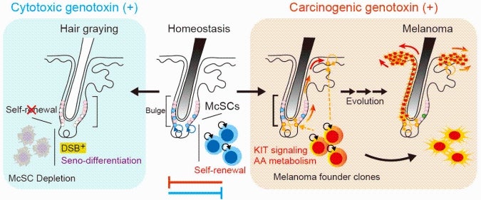 Genotoxic insults drive divergent outcomes in melanocyte stem cells (McSCs). Under cytotoxic genotoxin exposure, such as X-ray irradiation, McSC self-renewal is impaired, leading to depletion and hair graying.
