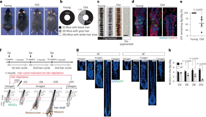 Age- and IR-associated McSC depletion and resultant hair graying.