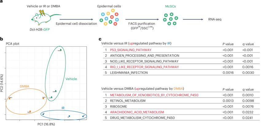DMBA antagonizes IR-induced hair graying via AA metabolism.