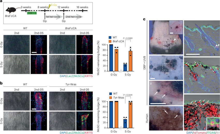 A stem-cell-based phenotypic antagonism between hair graying and melanoma.