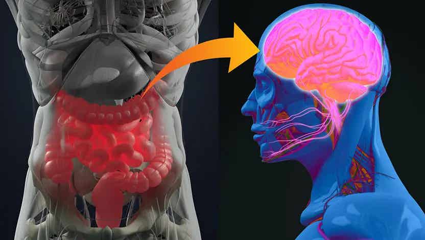 A single dose of the protein Reelin can restore gut lining health in stressed rats, pointing to a new path for treating both digestive and mental health disorders.