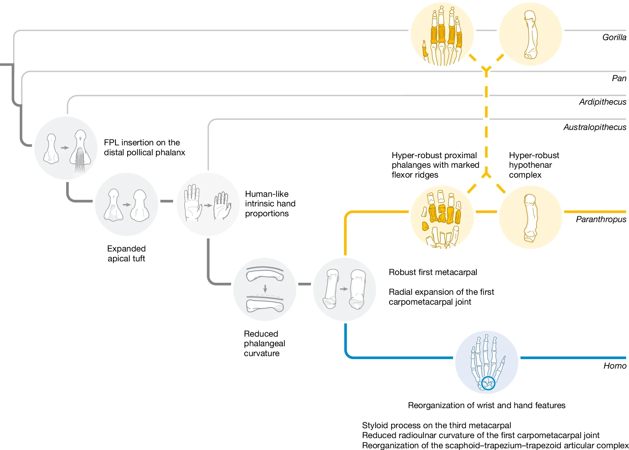 Summary of ancestral state reconstructions highlighting key inferred transitions in hominin hand evolution.