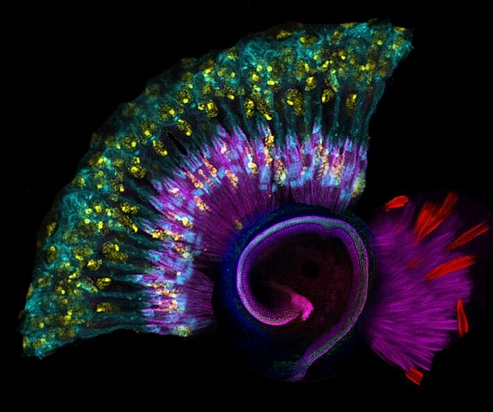 A gene called CPD localizes to the sensory layer and nerve cells in the mouse cochlea. This confocal micrograph image displays immunolabeled structures in the mouse cochlea (the inner spiral), combined with an image of the fruit fly Johnston's organ (fanned around the outside).