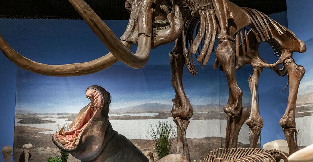 Hippos lived at the Upper Rhine in the same time frame as mammoths. In the Reiss-Engelhorn-Museen a hippo reconstruction meets a mammoth skeleton.