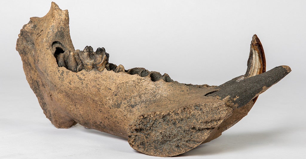 Left mandible fragment of a female hippopotamus from Reiss-Engelhorn-Museen Mannheim, Slg. Reis Hippopotamus sp. Age dating: Between 46,000 and 48,300 years ago.