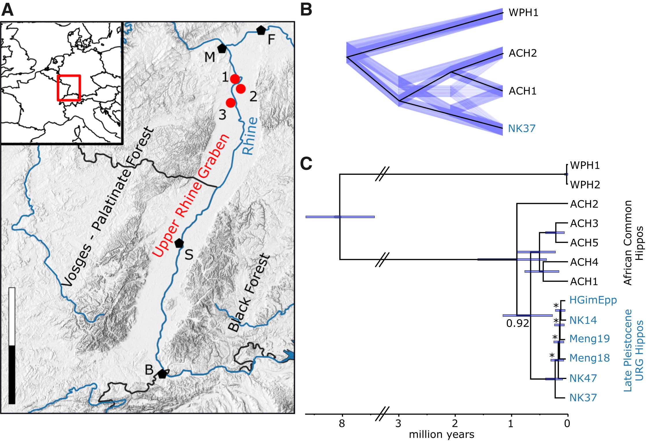 Geographic origin and phylogenetic relationships of fossil hippos from the Upper Rhine Graben