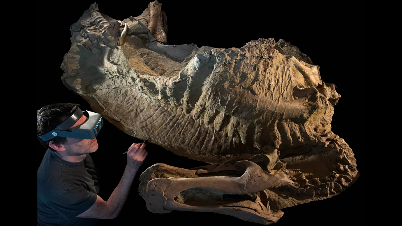 Mummy of the juvenile duck-billed dinosaur Edmontosaurus annectens with fossil preparator Tyler Keillor of the University of Chicago.