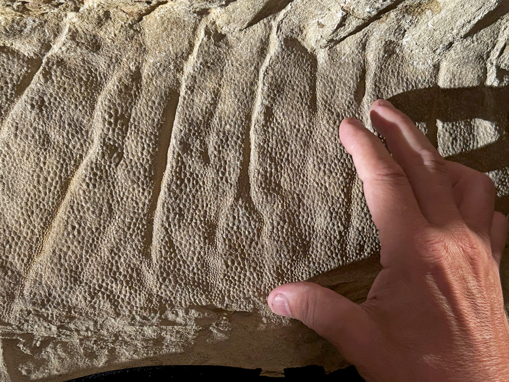 The scaly skin of a crest over the back of the juvenile duck-billed dinosaur Edmontosaurus annectens, nicknamed “Ed Jr.” The juvenile duckbill, estimated to be about two years old at the time it died, is the only juvenile dinosaur mummy ever discovered.