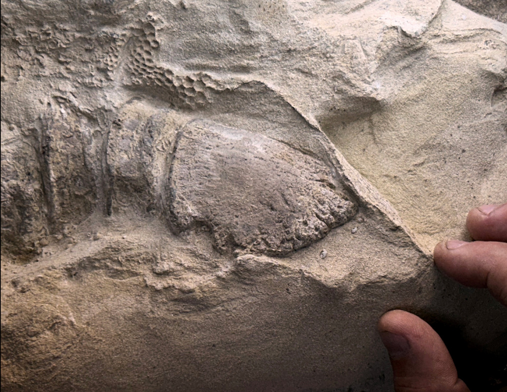 The hoof, preserved in section as a very thin clay layer, caps the end toe bone in the foot of an adult mummy of the adult duck- billed dinosaur Edmontosaurus annectens