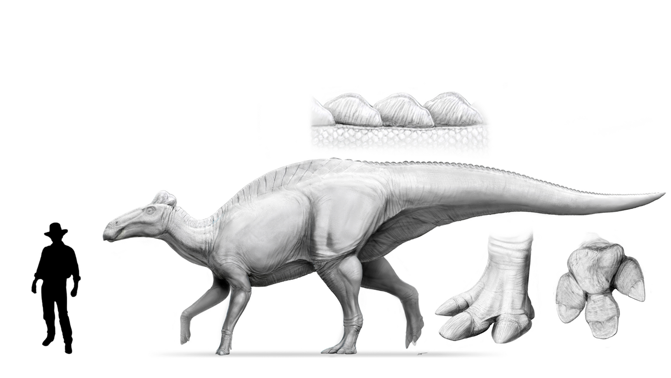 Life appearance of a 42-foot long adult of the duck-billed dinosaur Edmontosaurus annectens, with enlargements of tail spikes and foot, next to a silhouette of Sam Neil as Dr. Alan Grant (height 6 feet). 