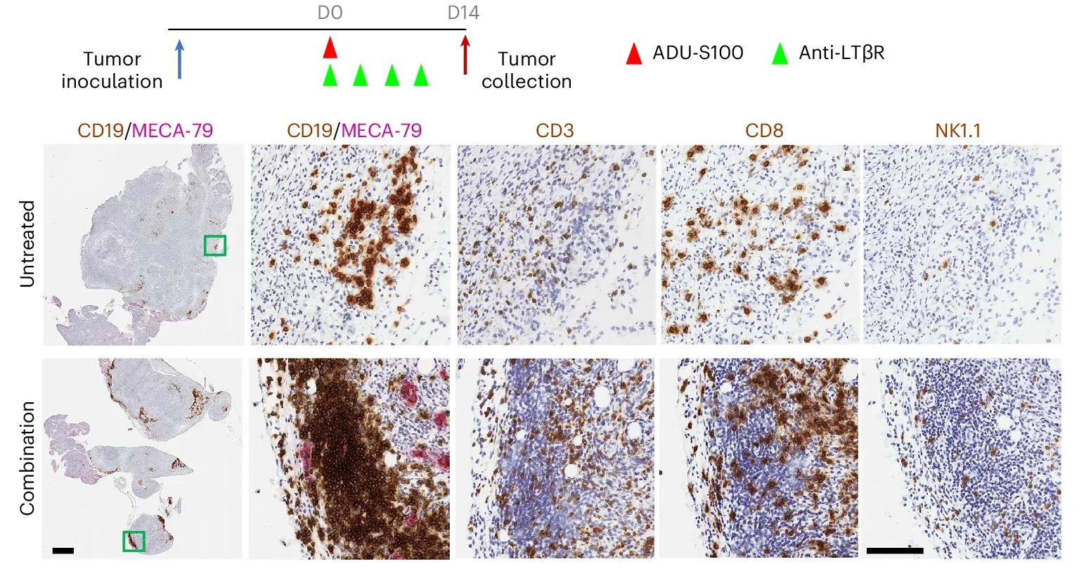 Drug induction of TLS and HEVs in orthotopic tumors.