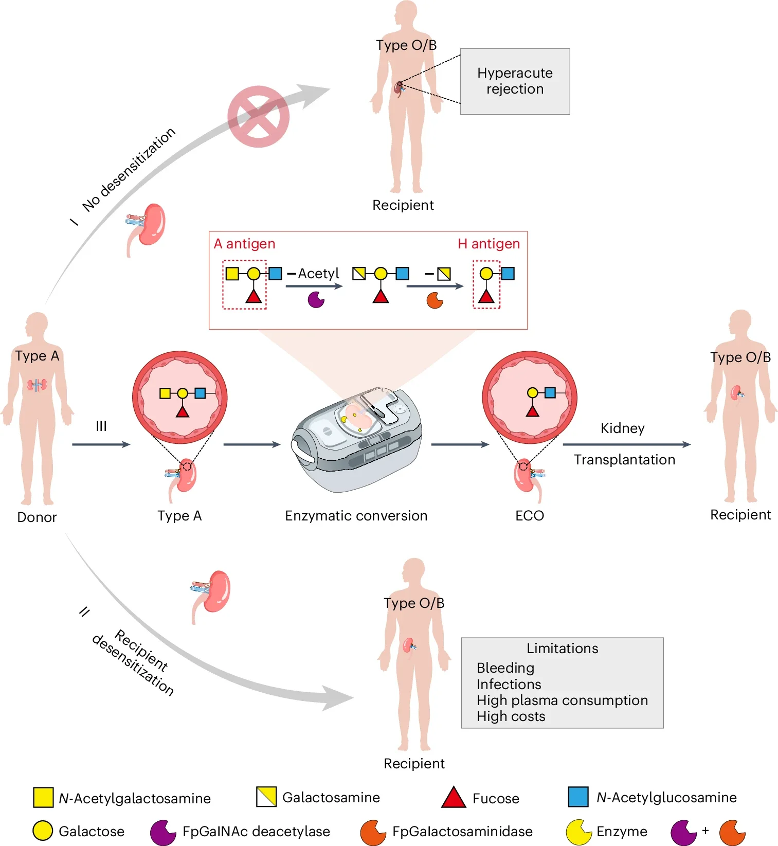 Study conception and scheme.
