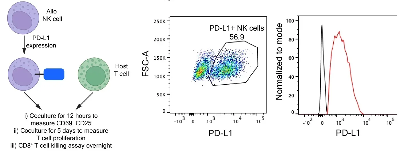 Exogenous expression of PD-L1 in allogeneic NK cells moderately inhibits host T cell responses.