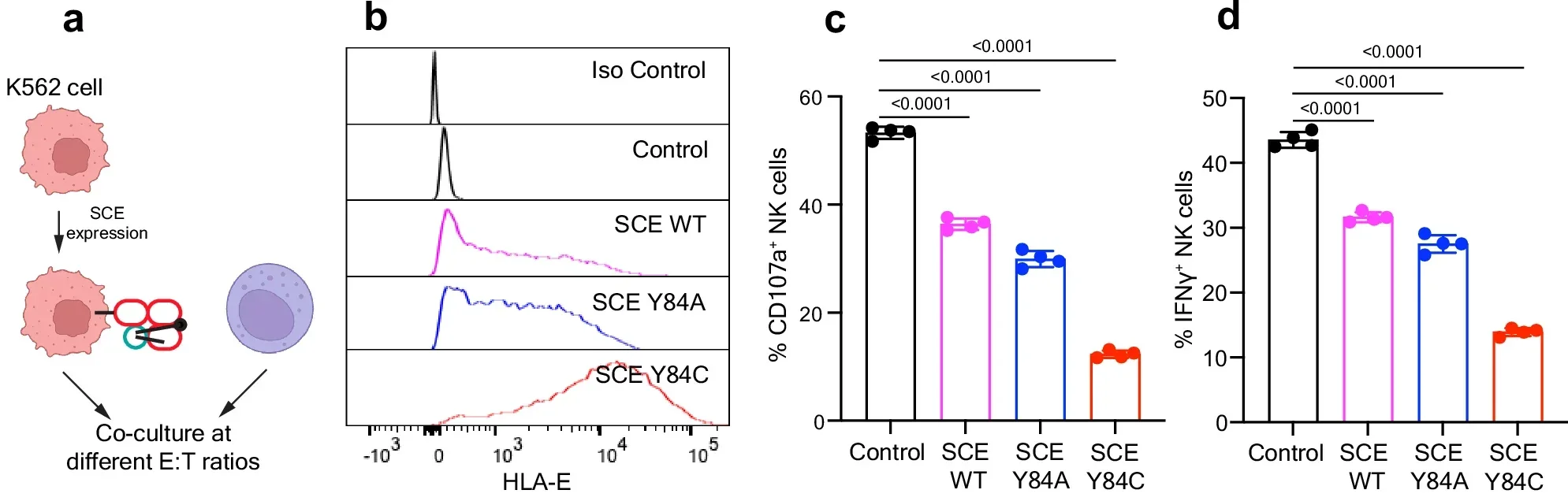 Exogenous expression of single-chain HLA-E inhibits NK cell killing of allogeneic NK cells.