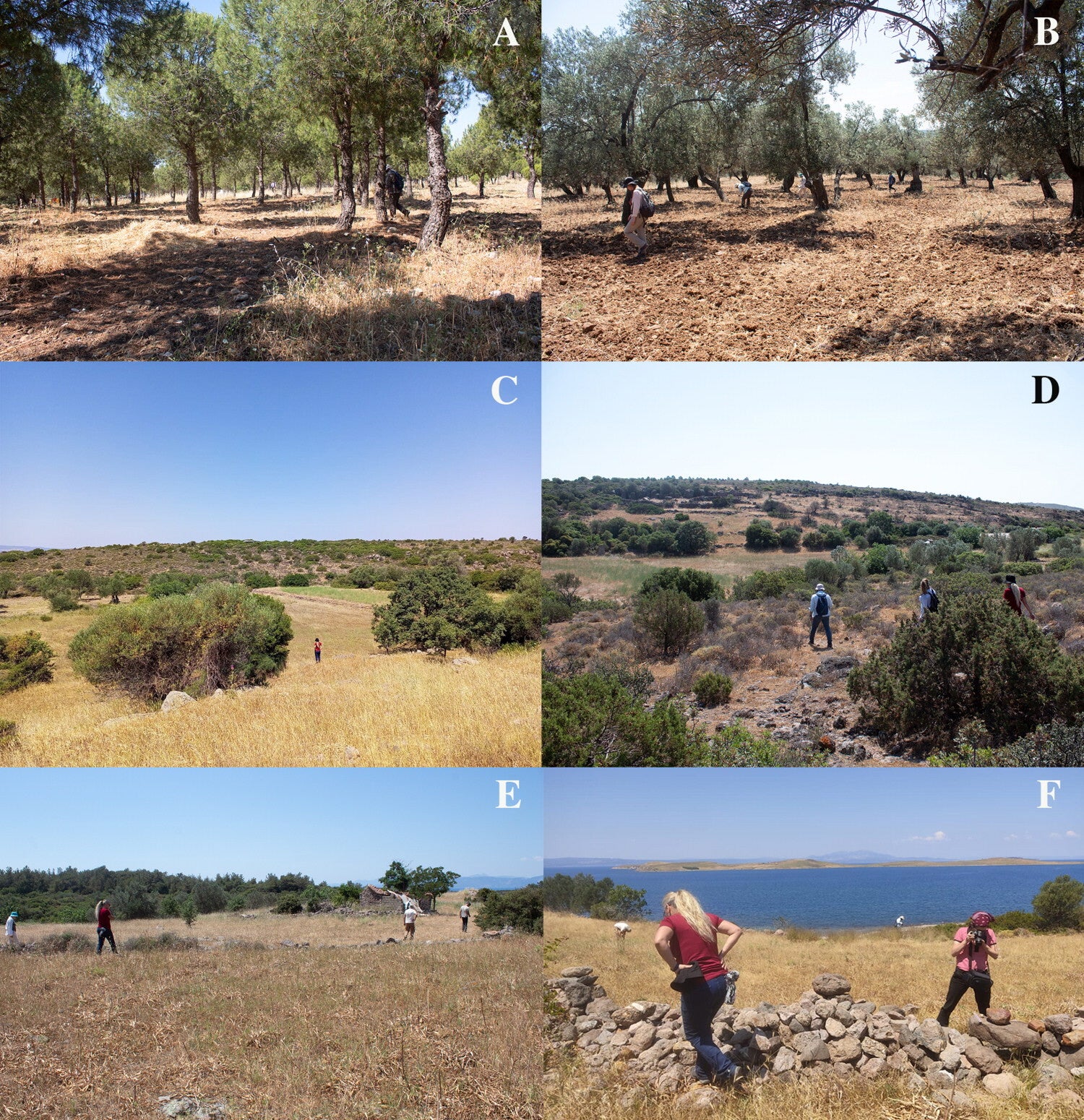 General view of selected Paleolithic findspots identified during the Ayvalık survey. Atatürk Koruluğu (A); Eski Altınova Yolu (B); Tuz Gölü II (C); Tuz Gölü I (D); Sahilkent (E); Hakkı Bey Yarımadası (F).