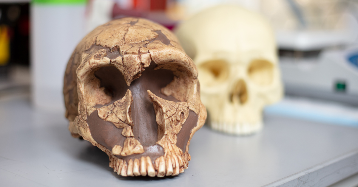 UC San Diego researchers discovered that both Neanderthals and early modern humans had high lead levels in their teeth, but a protective gene mutation in modern humans may have shielded their brains—paving the way for the evolution of complex language.