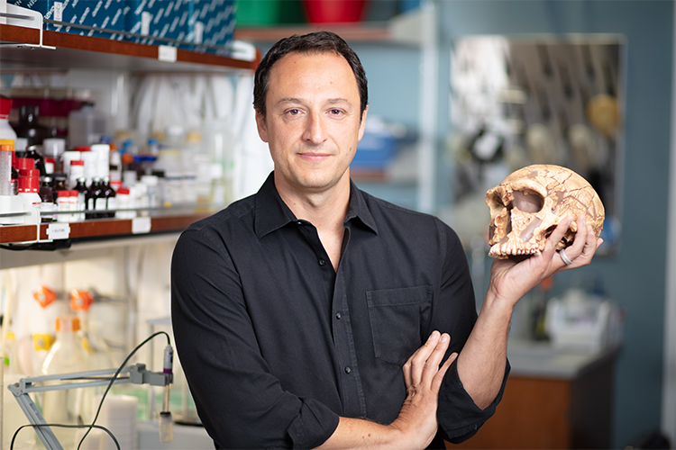 Alysson Muotri, Ph.D. Lead exposure shaped human evolution, influencing brain development and the rise of language.