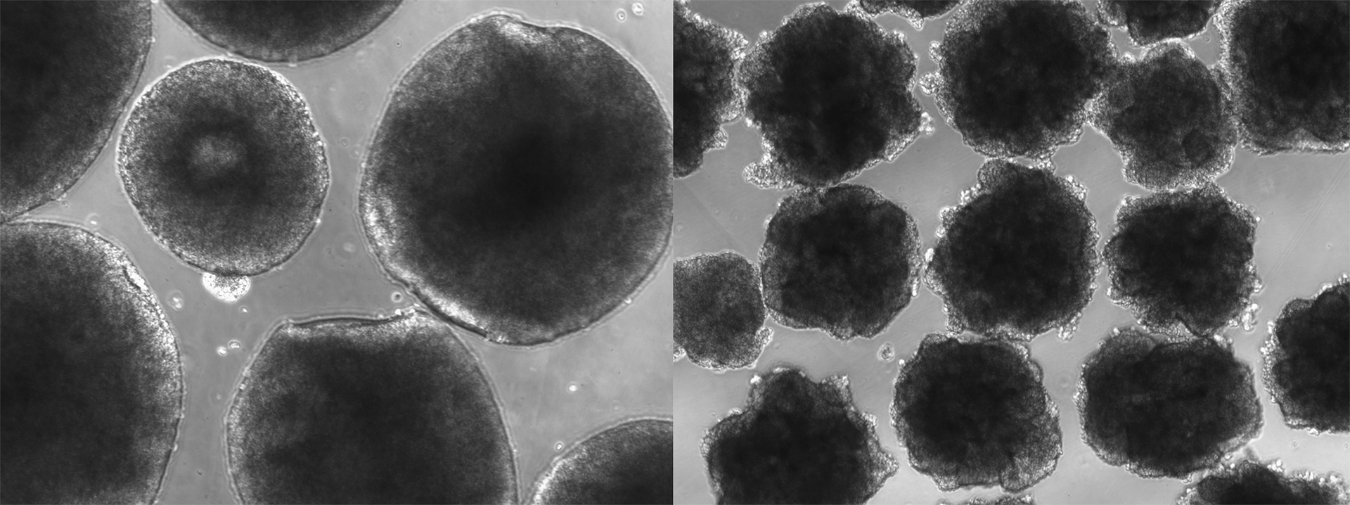 Human brain organoids derived from human pluripotent stem cells (left) and genetically modified with the Neanderthal variant of the NOVA1 gene (right). 
