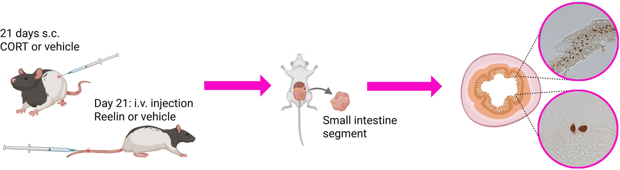 Experimental Timeline and Immunostaining.
