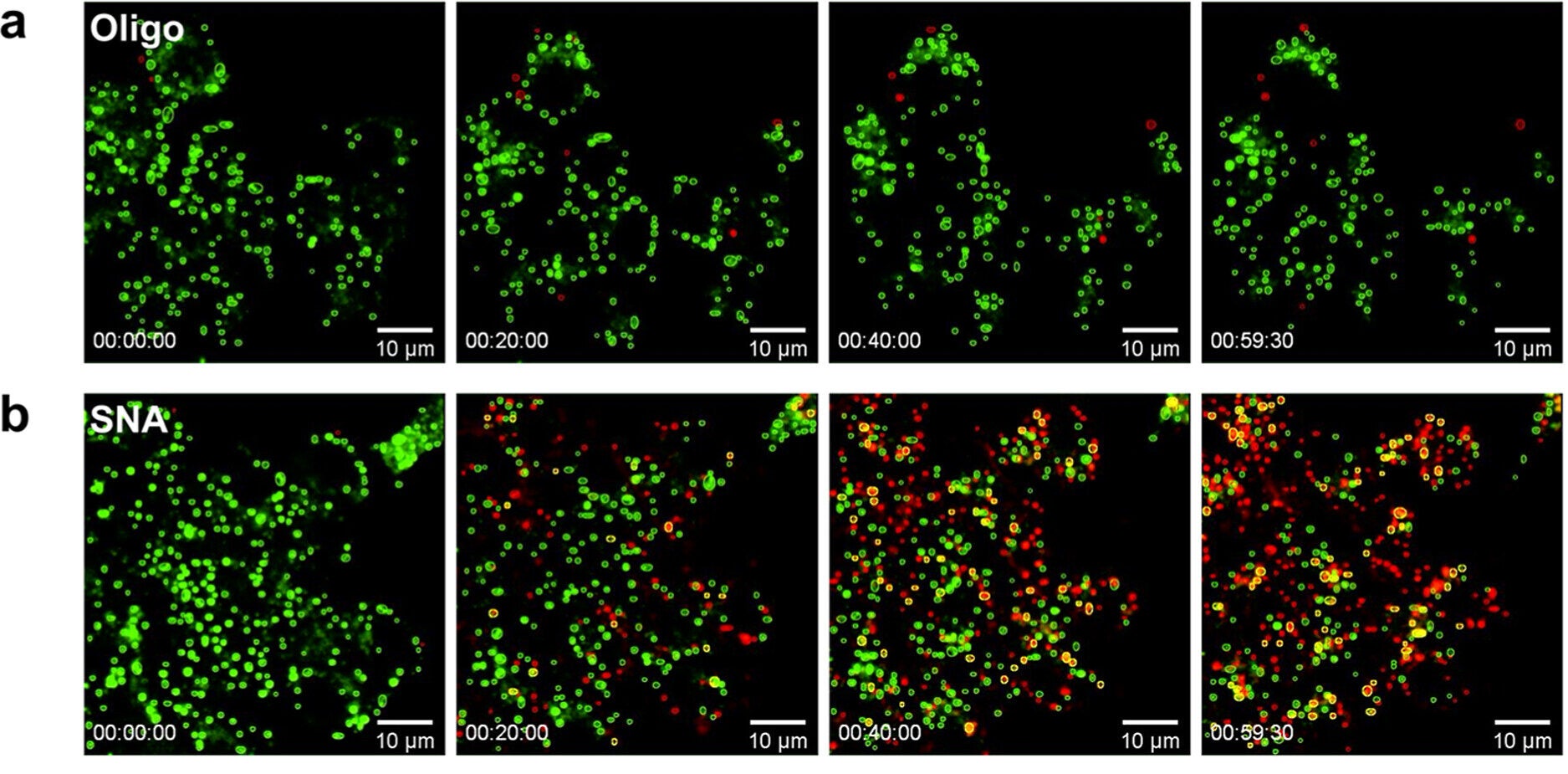 Time-series fluorescence images of RAW 264.7 cells up to 1 h after treatment with (a) Cy3.5-modified T10 oligonucleotides (red) and (b) T10-SNAs (equivalent oligonucleotide concentrations of 20 nM were used).