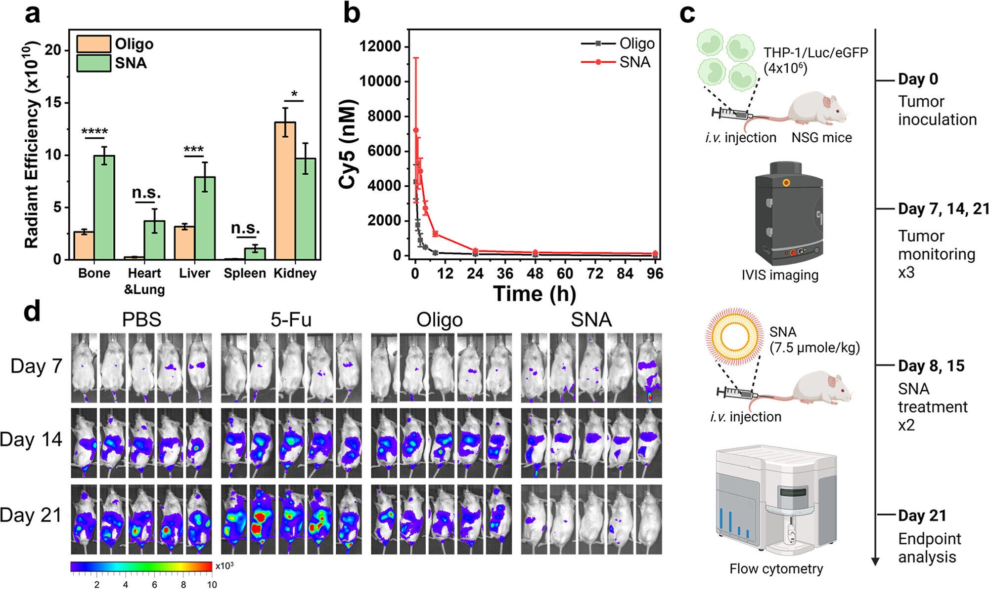 Quantified radiant efficiency showing accumulation of Cy5-labeled T10 oligonucleotides and T10-SNAs in different organs of mice 4 h post i.v. injection (N = 3).