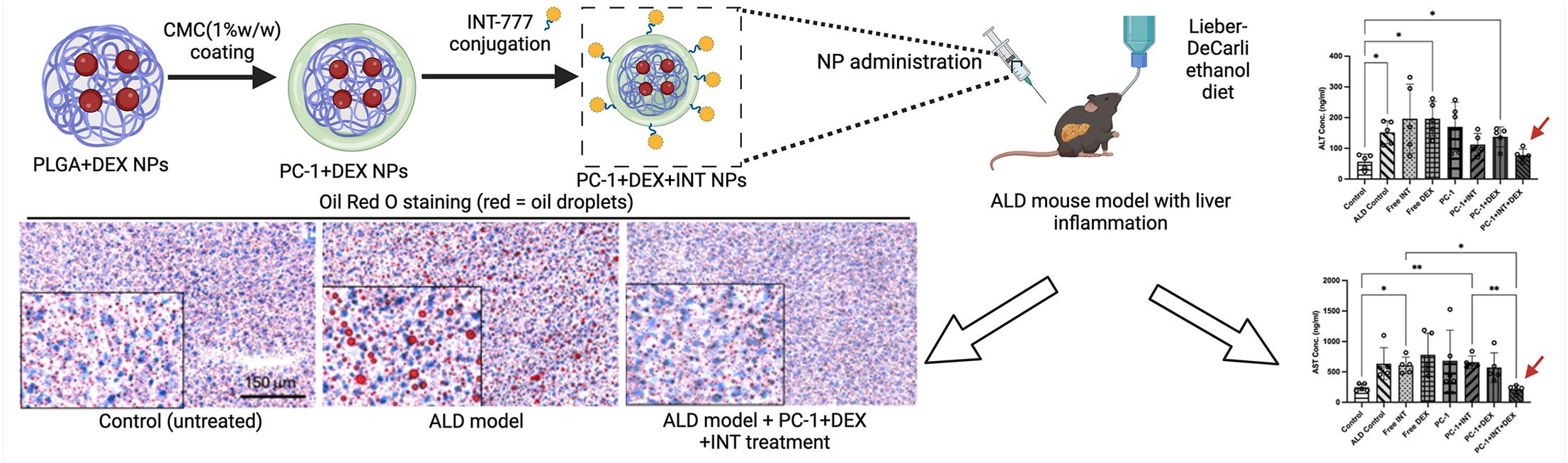 Graphical abstract of the study. developed a poly lactic-co-glycolic acid nanoparticle (PLGA NP)-based drug delivery system that specifically targets Kupffer cells (KCs), which are major drivers of chronic liver disease progression.