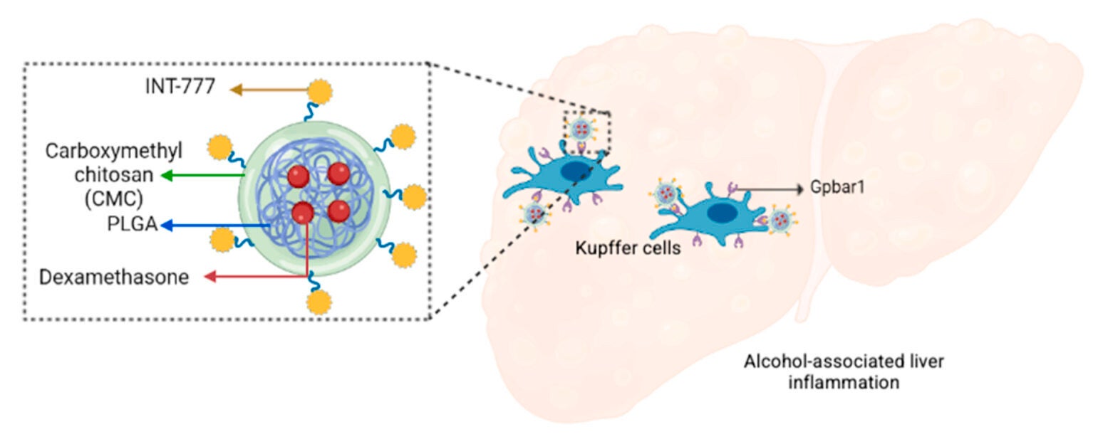 Schematic representation of NPs targeting Gpbar1 receptors in KCs using INT-777- conjugated NPs