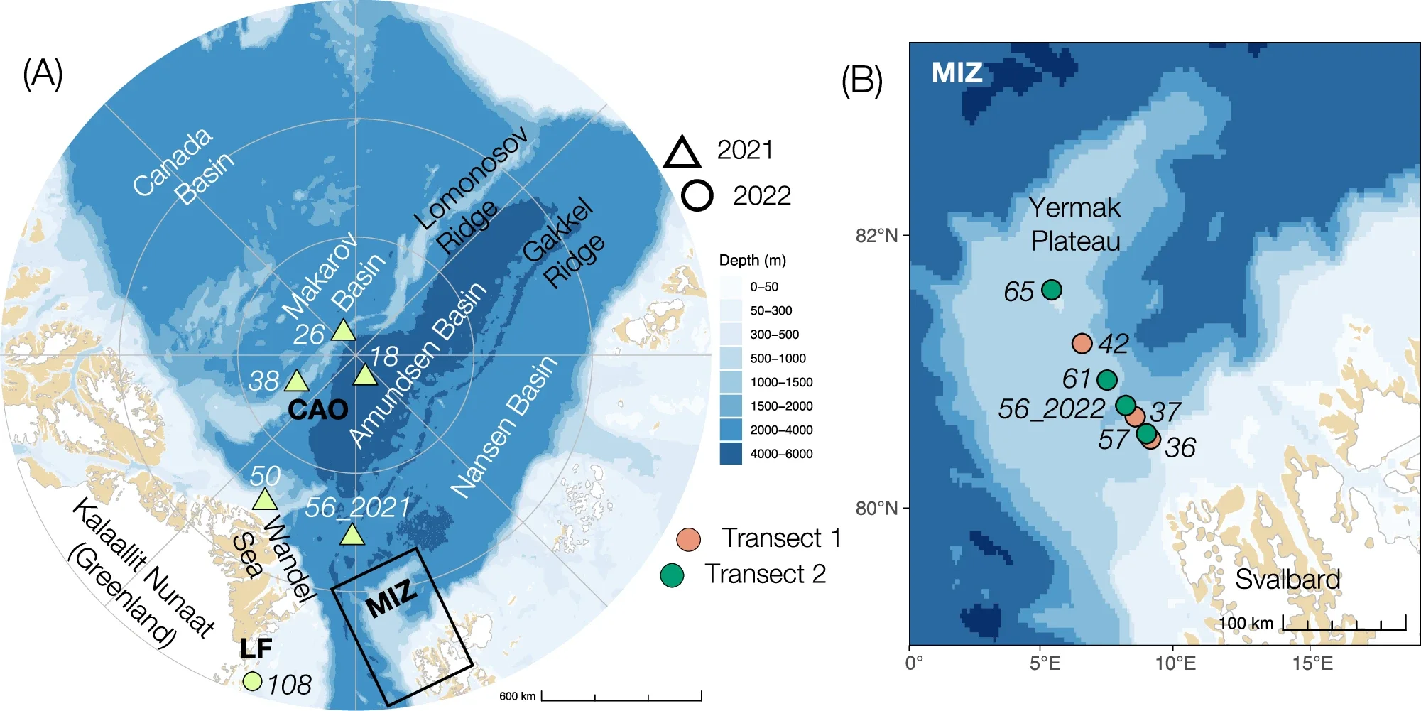 Maps of the study region. North-Pole-centred overview of the Central Arctic Ocean (CAO) and the stations sampled during the Synoptic Arctic Survey (SAS) in 2021.