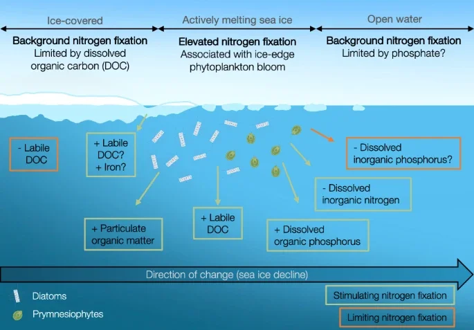 Nitrogen fixation is the conversion of molecular nitrogen to bioavailable ammonium by microorganisms called diazotrophs.