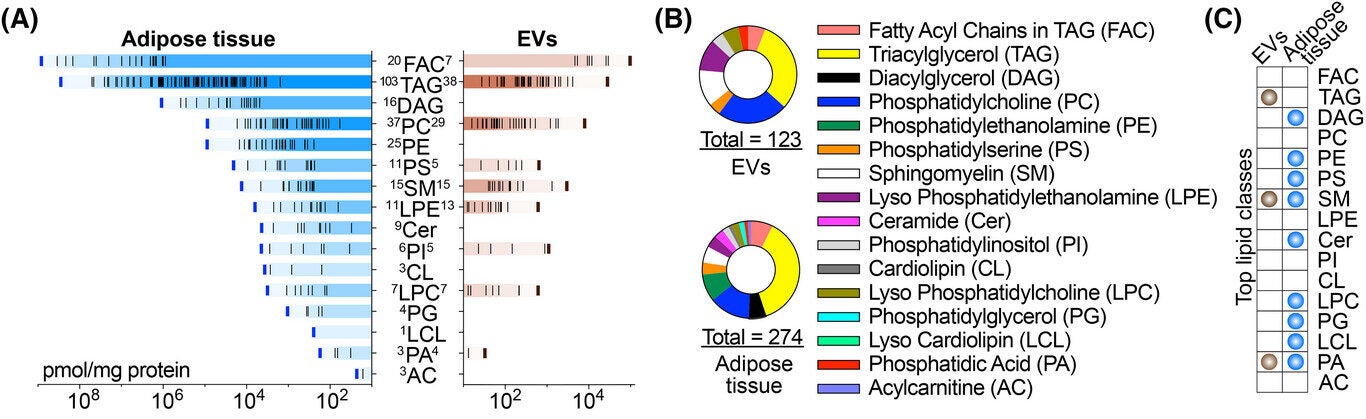 Lipid composition comparison between adipose tissue and extracellular vesicles (EVs).