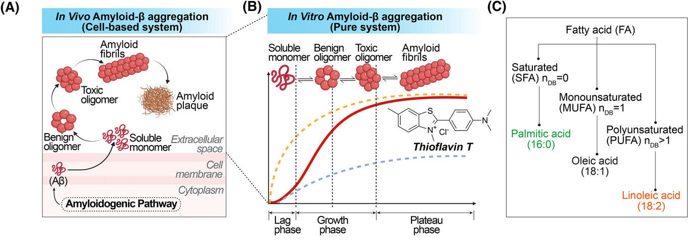 In vivo and in vitro models of amyloid-β (Aβ) aggregation and modulation by palmitic acid. 