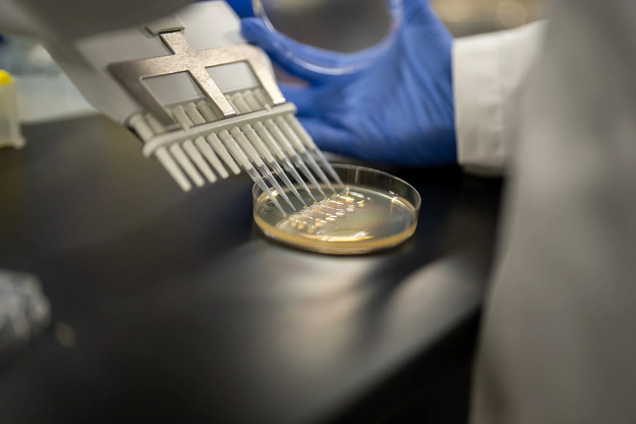 The resulting slow growth of the bacteria, particularly P. aeruginosa, makes them notoriously tolerant to conventional antibiotics.