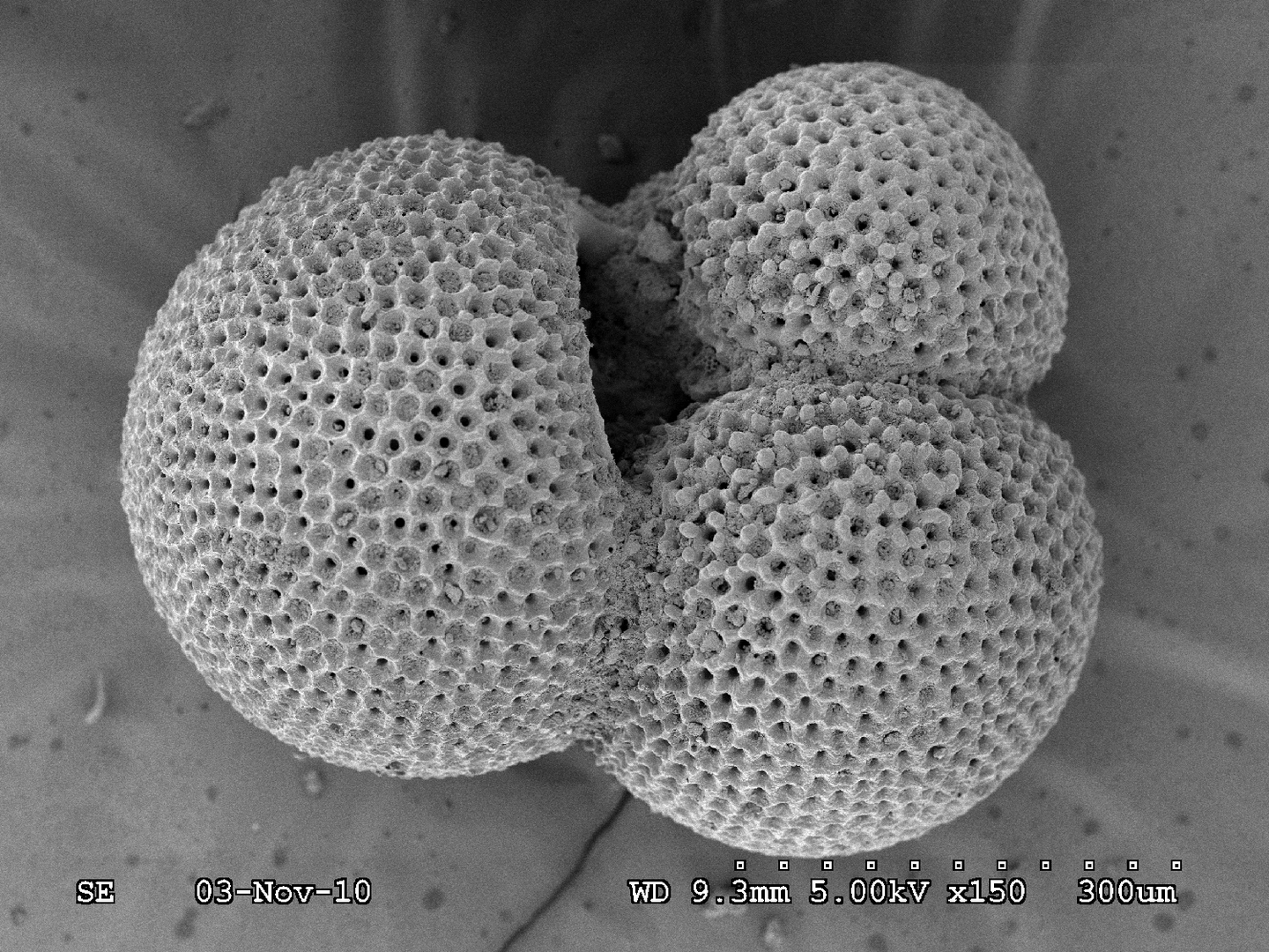 Foraminifera, like the one seen here, are considered the gold standard for analyzing conditions of the ancient ocean, as their robust shells preserve isotopes over millennia.