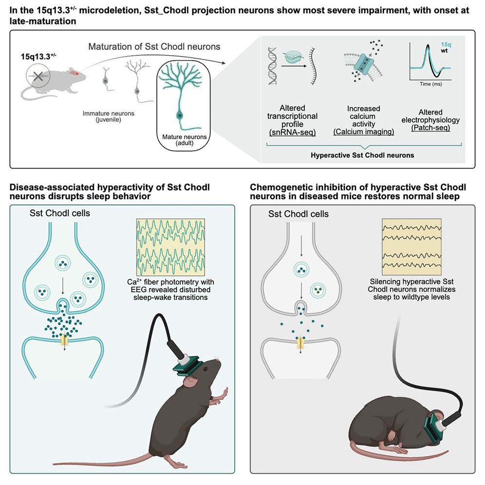 Graphical abstract: Neuropsychiatric disorders have a strong genetic component and are linked to developmental risk factors, yet it is unclear why symptoms appear only later in life and which neuronal types contribute to brain dysfunction.