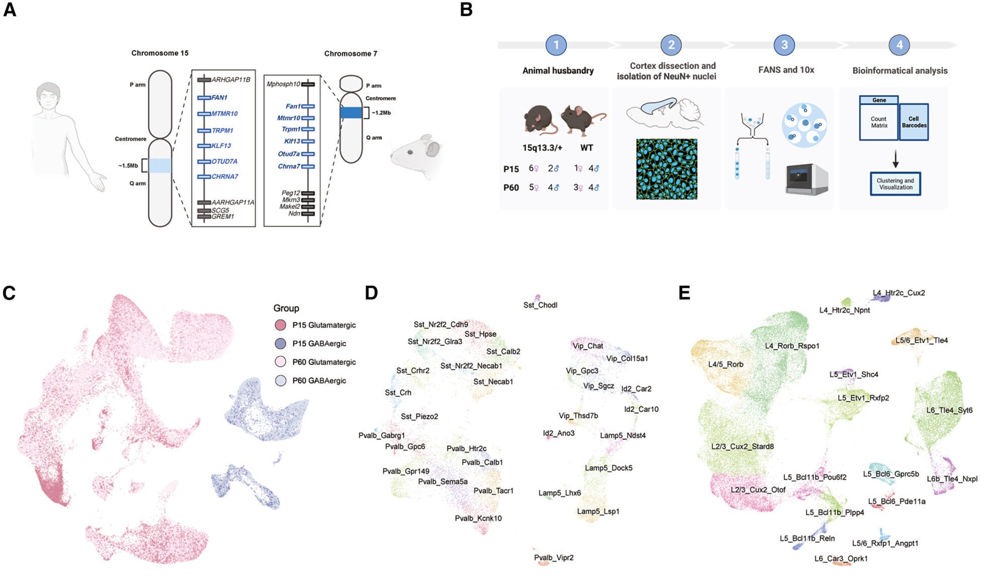 Marked changes in Sst-expressing GABAergic neurons in the 15q13.3 microdeletion model of neuropsychiatric syndrome