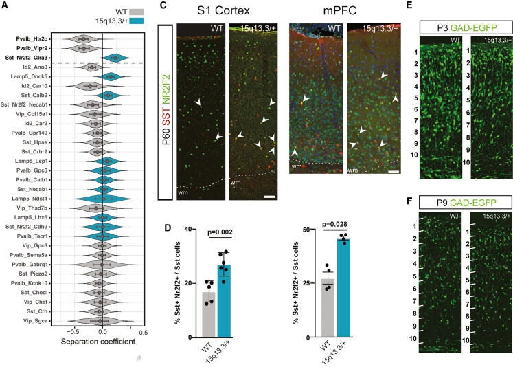 Changes in cortical GABAergic neuron composition in 15q13.3/+ mice
